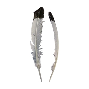 2-plumes-blanches-a-pointe-noire